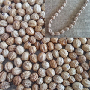 天然植物干花 苦楝子 苦楝树果实10个,20个 金铃子 手串 手工