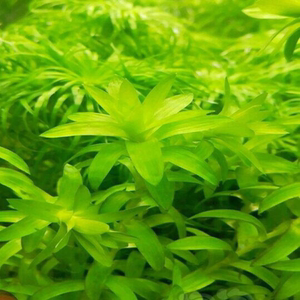 自养活体真水草宽叶太阳 有茎类中后景水草缸造景宽太 自养水中叶