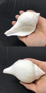 11-12厘米白色右旋螺 尼泊尔白色海螺 厚皮白海螺 天然贝壳海螺