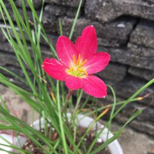 yuyi351淘宝风雨兰 大红葱 zephyranthes katherinae