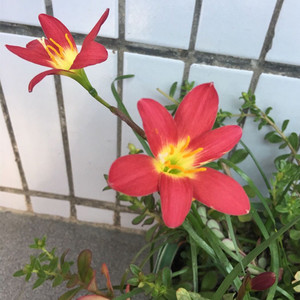 新加坡的骄傲风雨兰开花球多季开花植物球根韭兰开花大球