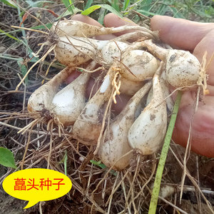 荞头种子新鲜藠头现挖野生叫头茭头苗薤白500克特价农家特产蔬菜