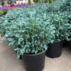 蓝湖柏盆栽日本蓝色波尔瓦稀有植物室外阳台庭院绿植冬季耐寒包邮