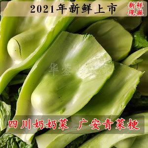 四川包包青菜奶奶菜广安青菜梗新鲜脆青菜现摘现发泡菜用芥菜脆菜