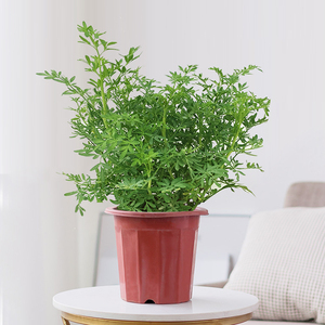 芸香草臭草植物盆栽室外阳台菜园四季花苗食用臭艾绿豆糖水驱蚊草