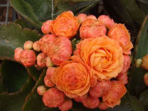 长寿花盆栽镇店之宝重瓣品种老邓空间贺利橙色万圣节赫尔丽