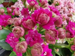 年宵花巴黎长寿花老邓空间阳台长寿花对版新品重瓣深玫紫色丽娜