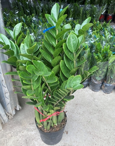 金钱树盆栽植物室内大棵钱串子招财树客厅办公室绿植送礼花卉盆景