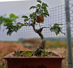 品种梨树盆景晚秋黄梨矮化梨树树苗当年结果老桩盆栽库尔勒香梨