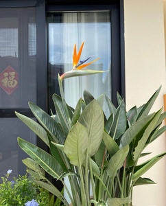 开红花天堂鸟客厅盆栽带花苞鹤望兰大型客厅绿植室外阳台庭院植物