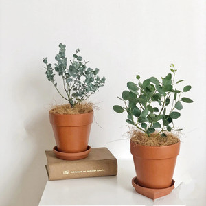 尤加利盆栽桉树蓝宝贝棒棒糖银水滴树北欧室内外办公室观叶绿植