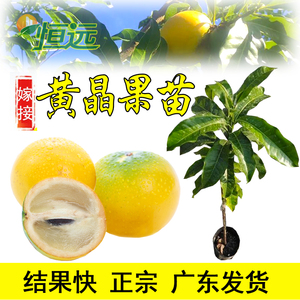 yanjinglin1986淘宝果树苗 黄晶果苗新品种水果苗四季黄金果苗台湾