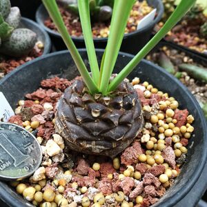 苏铁大戟-淘宝拼多多热销苏铁大戟货源拿货 - 阿里巴巴货源