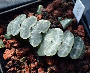 【仙商花卉】 12卷 十二卷 实生 玉扇 酒井特大 x 白熊 302号