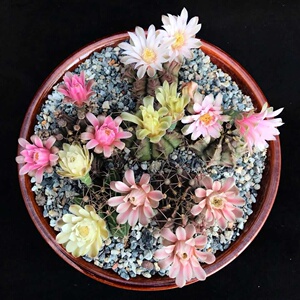 瑞云牡丹实生开花仙人球花色多防辐射多肉植物大花丽花美花粉花