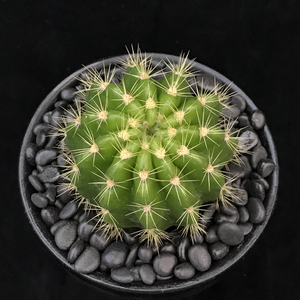 金盛玉玻璃球白花彩草白花草球开花大仙人球