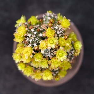 仙人球青花虾