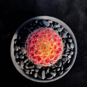 红娜丸仙人球多肉植物一物一拍仙人掌稀有彩色盆栽开花美花丽花