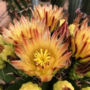 囧先生 巨鹫玉 强刺仙人球开花美花一物一拍实生多肉植物组合盆栽