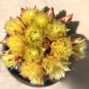 无刺王冠龙实生仙人球强刺球属多肉植物一物一拍开花大花美花