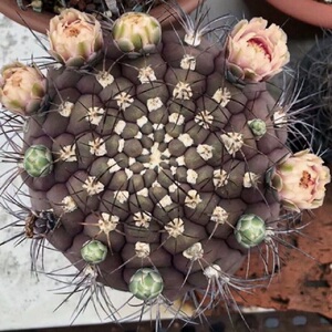 天紫玉实生彩色仙人球美花一物一拍裸萼球属开大花多肉植物盆栽