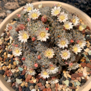 杜威丸多肉植物软刺仙人球不扎手自根非偏远地区满68包邮