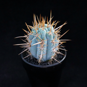 佛塔柱一物一拍 稀有大型蓝色仙人柱仙人掌仙人球庭院绿植多肉防