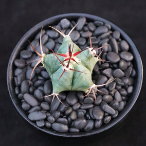 弁庆实生仙人球强刺球属强刺多肉植物红刺开花漂亮一物一拍