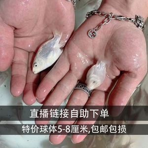直播链接-特价台湾球体蝴蝶鲤短身球小苗5-8厘米包邮包损