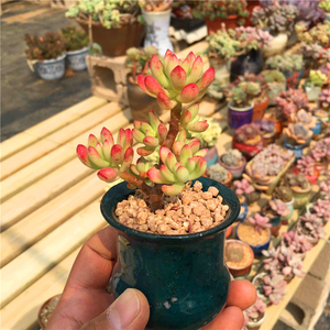 红旗儿小老桩多肉植物云南开挂区有状态