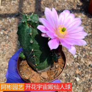 阿彬园艺 开花宇宙殿仙人球室内防辐射鹿角柱属多肉植物盆栽