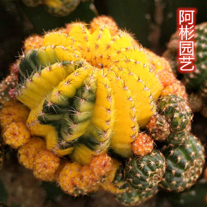黄仙玉锦群生带柱仙人球开大花创意花卉植物防辐射小盆栽