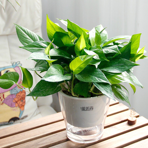 爱优尚绿萝水培植物室内办公室桌面绿植花卉净化空气吸甲醛盆栽