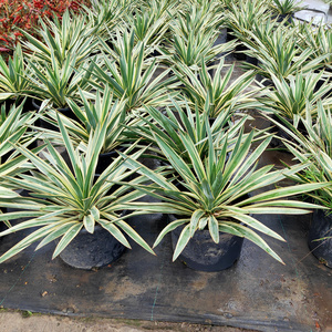 龙舌兰金边凤尾兰盆栽花苗园林花镜绿化植物四季好养低维护造景花