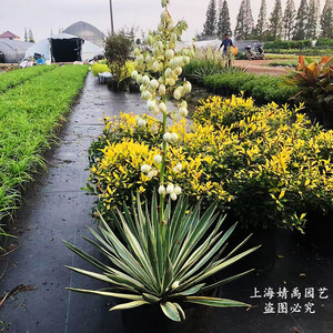 龙舌兰金边凤尾兰盆栽花苗园林花镜绿化植物四季好养低维护造景花