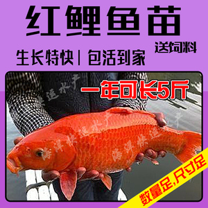 大品种优质兴国红鲤鱼苗荷包红鲤鱼可食用可观赏淡水养殖活体包活