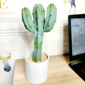 3号仙人柱植物仙人掌龙神木室内超大量天尺仙人球大凤龙防辐射