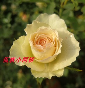 云南昆明佤族小阿娇玫瑰月季《多头香槟》多头中小花玫瑰