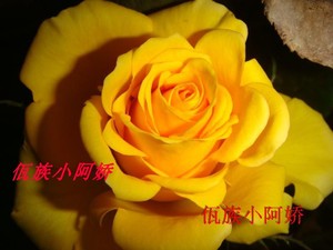 云南昆明佤族小阿娇玫瑰月季《金香玉》金黄色的玫瑰花小苗
