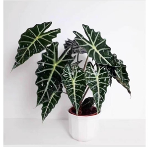 非洲面具大仙女海芋ins网红绿植盆栽吸甲醛好养包邮