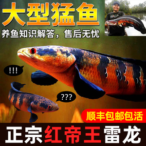 雷龙鱼 仙塔兰姆红帝王雷龙鱼 中伽里曼丹红帝王黑魔神雷龙大型鱼