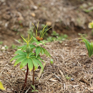 901人付款淘宝重楼苗七叶一枝花苗独角莲七叶一枝花盆栽好养活的植物