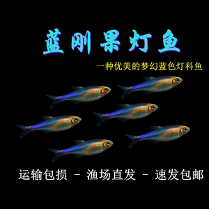 蓝刚果灯鱼小型热带鱼蓝色灯鱼群游鱼七彩闪光蓝线灯科淡水草缸鱼