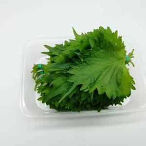 新鲜苏子叶50片 大叶紫苏 韩国烤肉日式寿司料理鱼生刺身摆盘食用