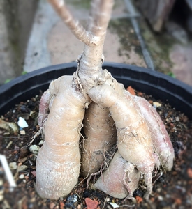 000人付款淘宝实生柳叶麒麟块根直径12.