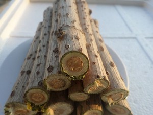 接骨木枝条树枝鲜品走量活筋条活血条北樟木鲜品枝条