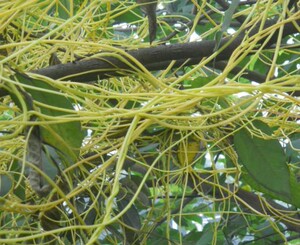 新鲜金丝无根藤500g 无娘藤菟丝子草菟丝藤金丝藤无爷藤手扎藤