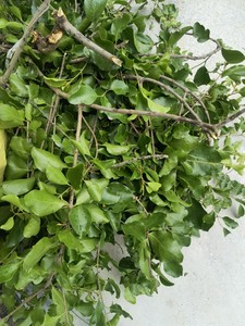 新鲜龙眼树寄生龙眼木寄生茶500克新鲜品干品