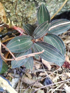 新鲜尖叶金钱莲石上藉 单线石面莲新鲜公石松 石蚕真金草500g