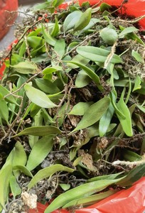 新鲜上树莲深山抱树莲桂圆树寄生茶龙眼树寄生上木蛇树苇500克